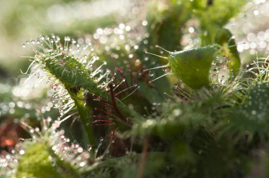 Drosera capensis, commonly known as the Cape sundew, is a small rosette-forming carnivorous species of perennial sundew native to the Cape in South Africa
