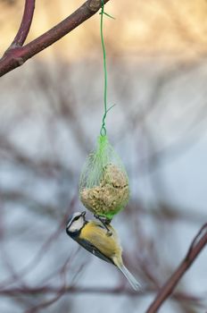 Blue Tit, Cyanistes caeruleus, hanging from an artificial food dispenser