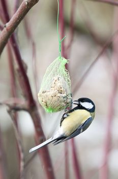 Great Tit (Parus major), hanging from an artificial food dispenser