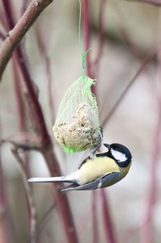 Great Tit (Parus major), hanging from an artificial food dispenser
