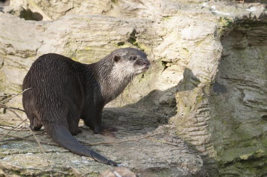 European Otter (Lutra lutra), Eurasian river otter, common otter and Old World otter, is a European and Asian member of the Lutrinae