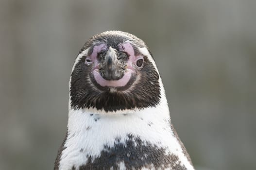 Portrait of a Magellanic Penguin, Spheniscus magellanicus