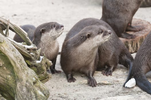 European Otter (Lutra lutra), Eurasian river otter, common otter and Old World otter, is a European and Asian member of the Lutrinae
