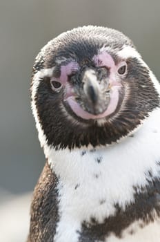 Portrait of a Magellanic Penguin, Spheniscus magellanicus