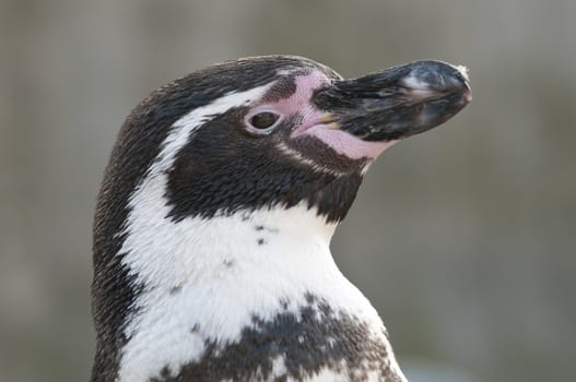 Portrait of a Magellanic Penguin, Spheniscus magellanicus