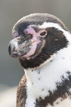 Portrait of a Magellanic Penguin, Spheniscus magellanicus