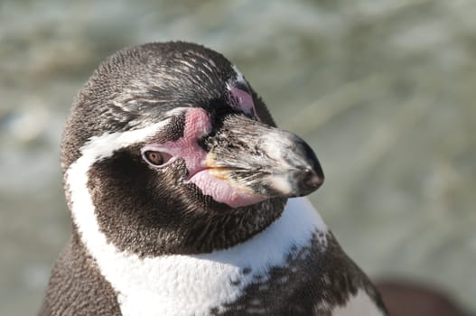 Portrait of a Magellanic Penguin, Spheniscus magellanicus