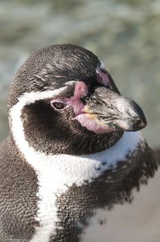 Portrait of a Magellanic Penguin, Spheniscus magellanicus