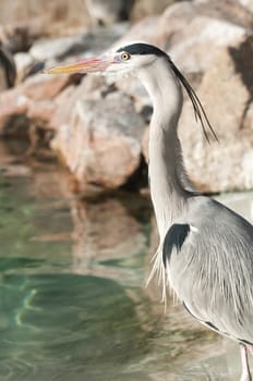 Gray heron, Ardea cinerea, facing the sun