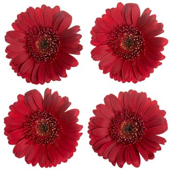 Set of red gerbera flowers isolated on white background.