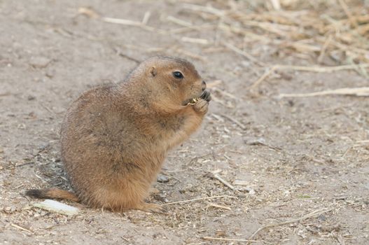 Prairie dogs (Cynomys) are burrowing rodents native to the grasslands of North America.  They are a type of ground squirrel. They are found in the United States, Canada, and Mexico