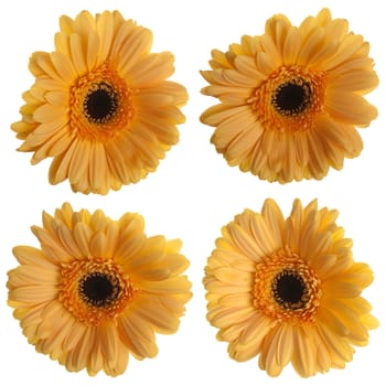 Set of yellow gerbera flowers isolated on white background.