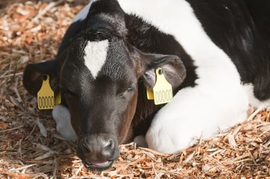 Young Dairy cattle (dairy cows) of the species Bos taurus.