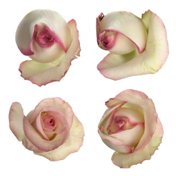 Set of pink roses isolated on white background.