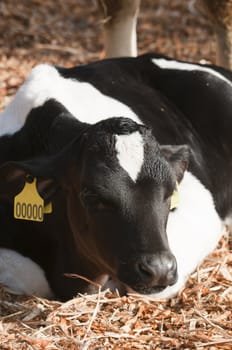 Young Dairy cattle (dairy cows) of the species Bos taurus.