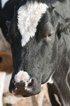 Adult female Dairy cattle (dairy cows) of the species Bos taurus.