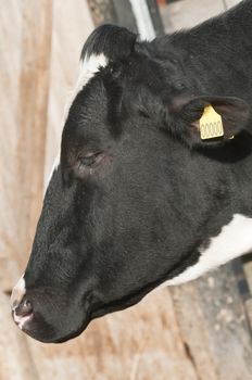 Adult female Dairy cattle (dairy cows) of the species Bos taurus.