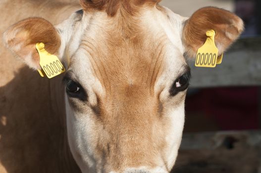 Adult female Dairy cattle (dairy cows) of the species Bos taurus.
