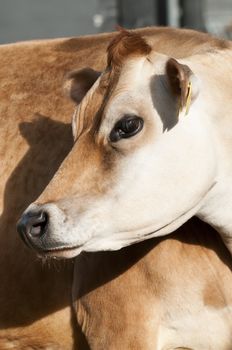 Adult female Dairy cattle (dairy cows) of the species Bos taurus.