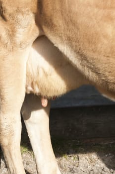 Detail of the mammary gland of an adult female Dairy cattle