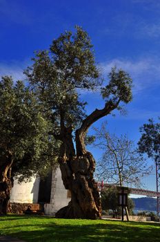 Olive tree in the courtyard of the chapel.