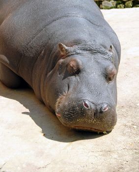 hippopotamus sleeping in zoo outdoor in sunlight