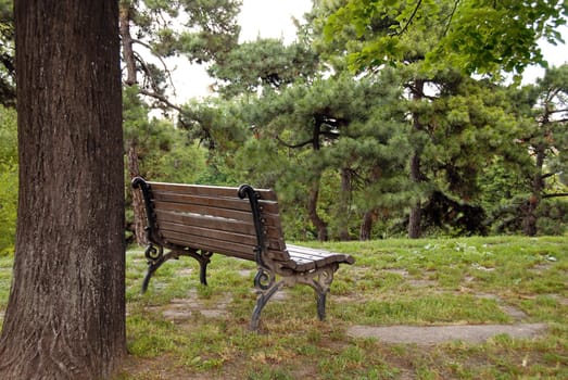 wooden bench on hill in park next to tree