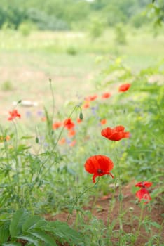 red poppies over blur sunny green field background