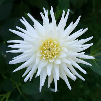 This image shows a macro from a white dahlia