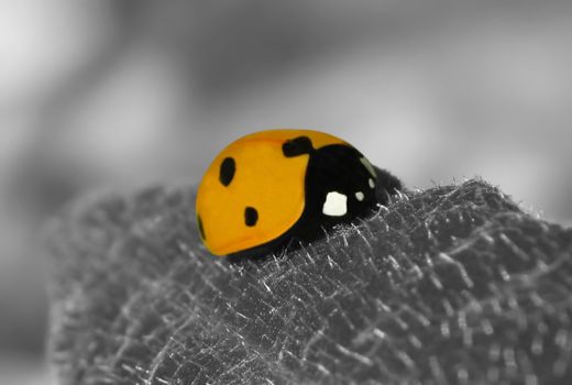 This image shows a macro from a ladybird