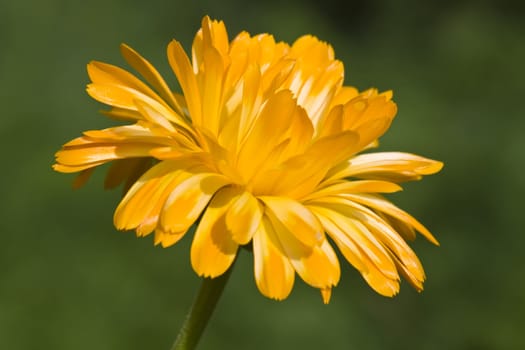 This image shows a macro from yellow marigold