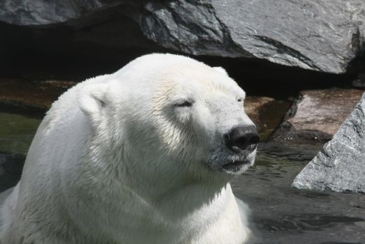 This image shows a portrait from a polar bear