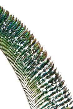 Detail of peacock feather on white background.