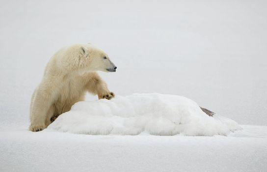 Horizontal portrait of a polar bear. Close up a portrait of a polar bear. Close.