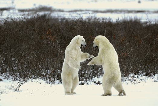 Fight of polar bears. Two polar bears fight. Snow-covered tundra with undersized vegetation.