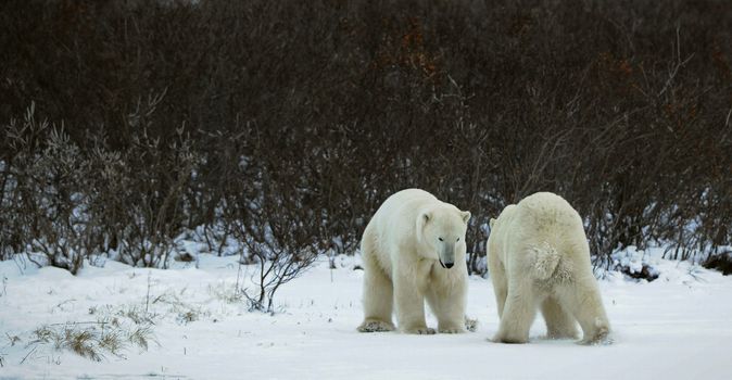 Meeting. Two polar bears have met and sniff each other. Tundra in snow blizzard.