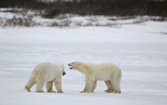 Meeting. Two polar bears have met and sniff each other. Tundra in snow blizzard.