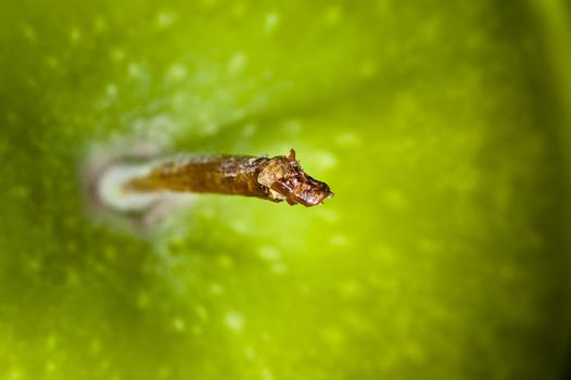 close up shot of a green apple