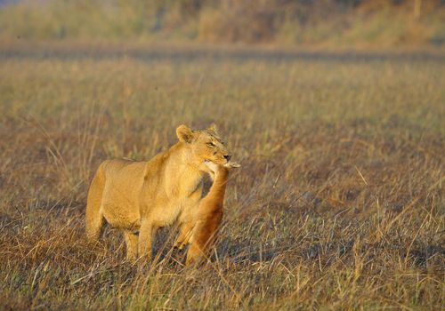 A lioness with new-born antelope prey. The lioness goes on savanna and bears the killed kid of an antelope. A yellow grass. The morning sun.