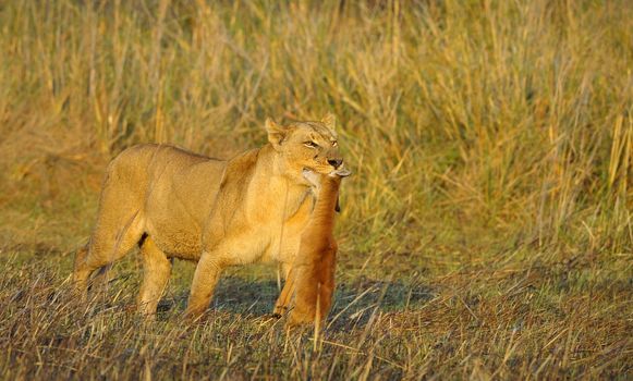 A lioness with new-born antelope prey. The lioness goes on savanna and bears the killed kid of an antelope. A yellow grass. The morning sun.