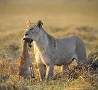 A lioness with new-born antelope prey. The lioness goes on savanna and bears the killed kid of an antelope. A yellow grass. The morning sun.