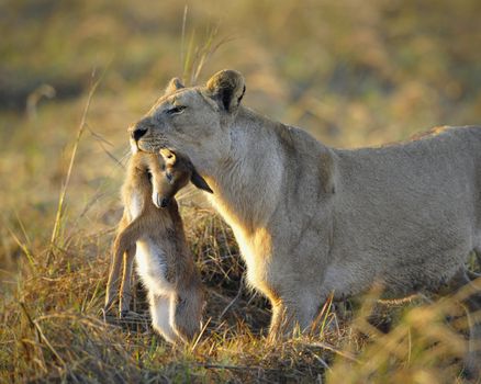 A lioness with new-born antelope prey. The lioness goes on savanna and bears the killed kid of an antelope. A yellow grass. The morning sun.