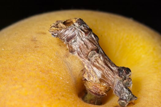 macro closu up shot of an apricot