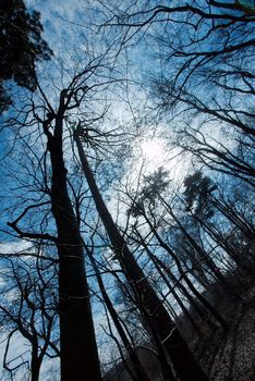 Bare leafless trees in the winter