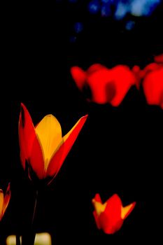 Red tulip flower shape, and other flowers, colorful abstract image with black background