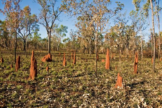 termite mounds in the australian outback, Northern territory