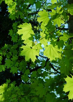 Bright green leaves of a tree in summer