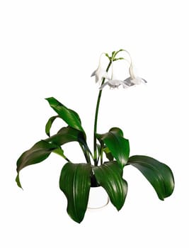 Eucharis x grandiflora - houseplant