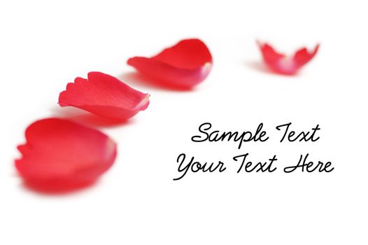 Rose petal display against a white background.