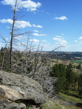 Montana Landscape